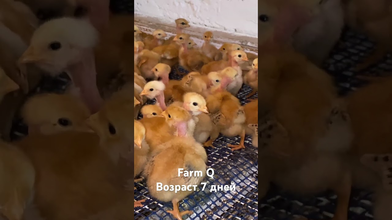 Farm Q бройлерная голошейка. Возраст 7 дней