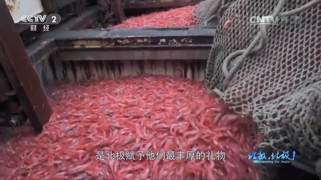 格陵兰岛因纽特人以捕鱼为生 将优质鳕鱼、海虾销往全世界《北极，北极！》第五集【CCTV纪录】