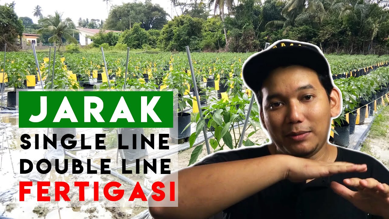 [ FERTIGASI 3# ] Jarak tanaman fertigasi yang sesuai | Single line & Double line