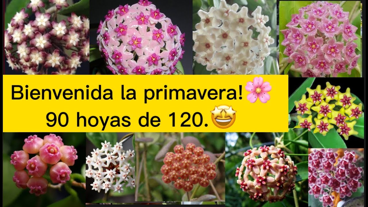 Llegó la primavera! Y las hoyas felices!☺️🌸🥳 Llevamos #90 hoyas!🥳🥳🥳🥳