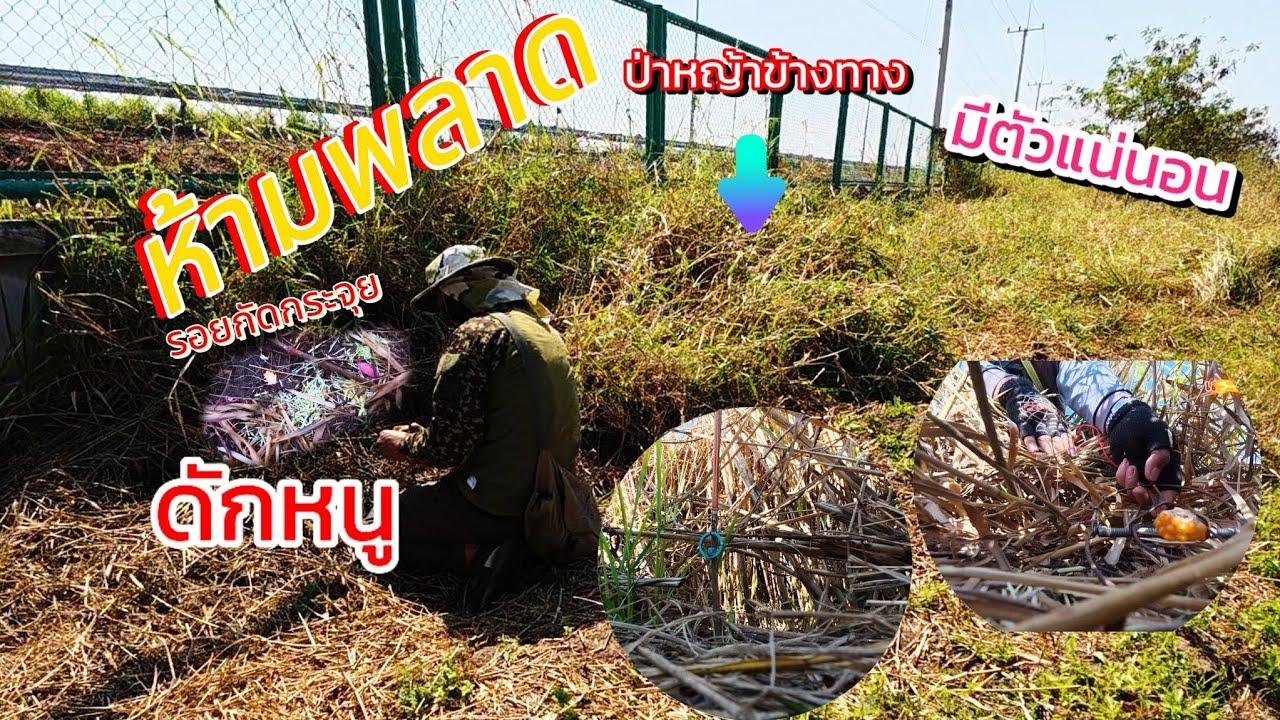 Ep.129 ห้ามพลาด ดักหนูป่าหญ้าข้างทางด่วน มีตัวแน่นอน รอลุ้นได้เลย