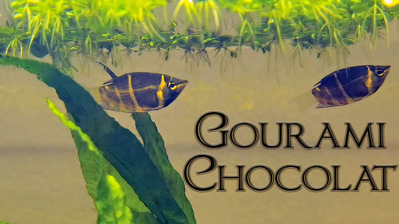 Gourami Chocolat (Floraquatic)