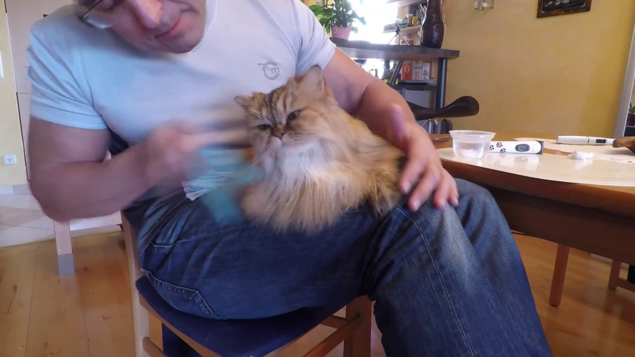 Perserkatze pflegen - Teil 1