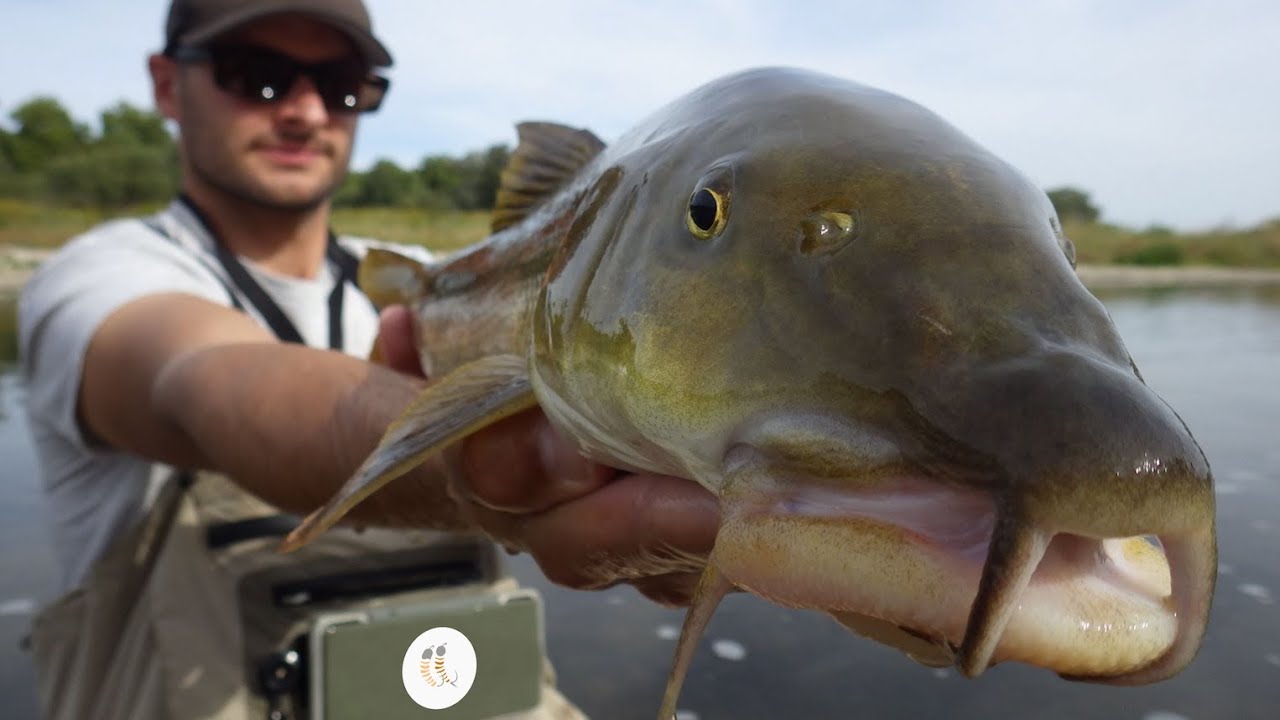 Pêcher le barbeau à la mouche [ E3 ] – Début de saison + IBGN minable !