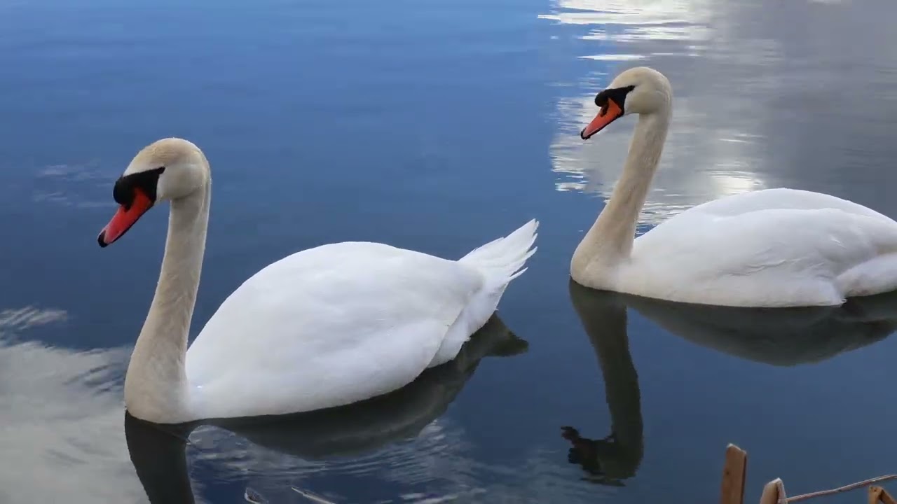 Swan