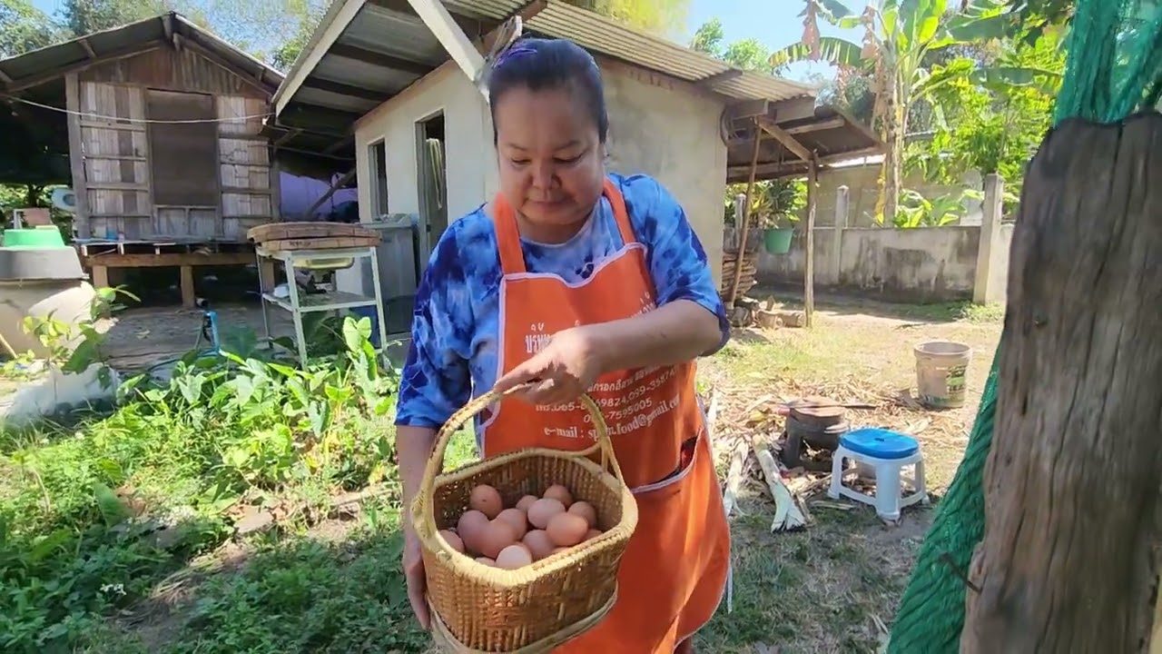 เก็บไข่ไก่อารมณ์​ดีบ้านบ่าวไทบ้าน