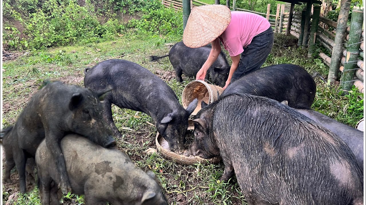 Take care of pigs, chickens and daily work on a farm living in a remote area in the mountains.