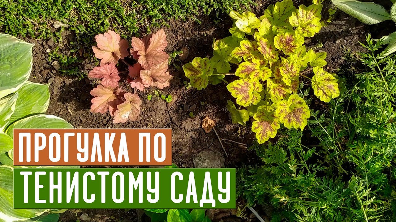 Лучшие растения для тени 💥 Прогулка по моему саду / Садовый гид