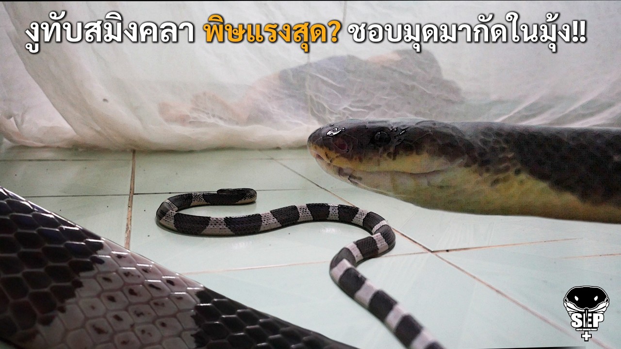SEP EP.62 งูทับสมิงคลา พิษแรงสุด? ชอบมุดมากัดในมุ้ง!!