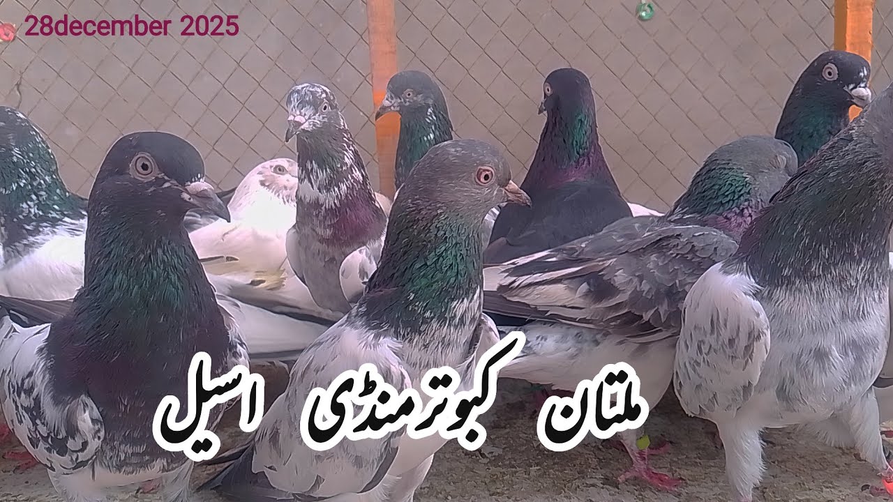 Aseel kabutar mandi multan| multan kabootar mandi| today Multan kabutar mandi update| kabutar mandi|