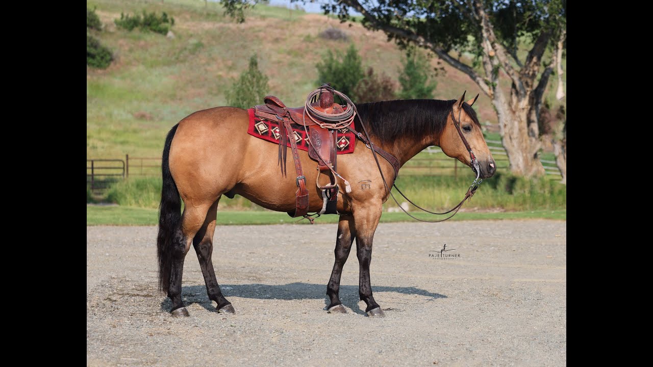 SOLD! WHOA Buckskin son of A Smooth Guy  Gentle Buckskin,  babysitter, Head Horse, Trail Riding
