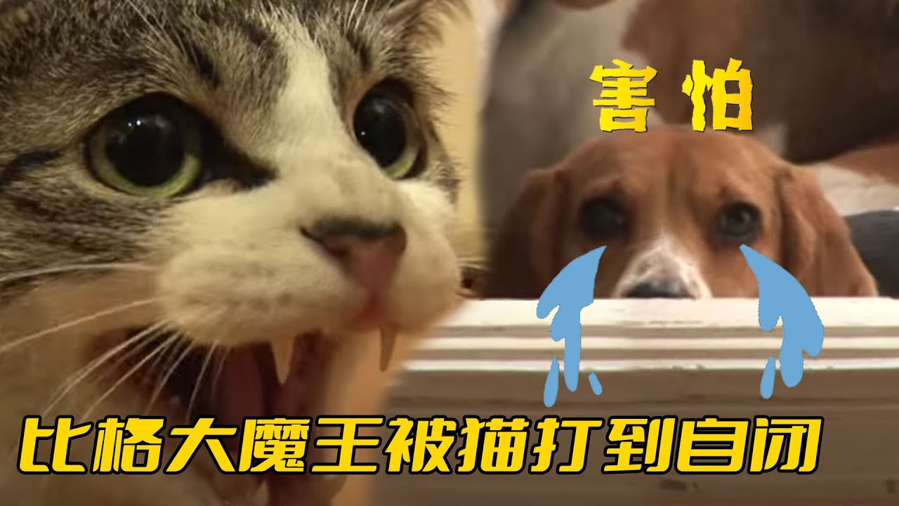 比格犬大魔王也有今天？ 被猫咪揍到自閉，看見猫腿都直打哆嗦