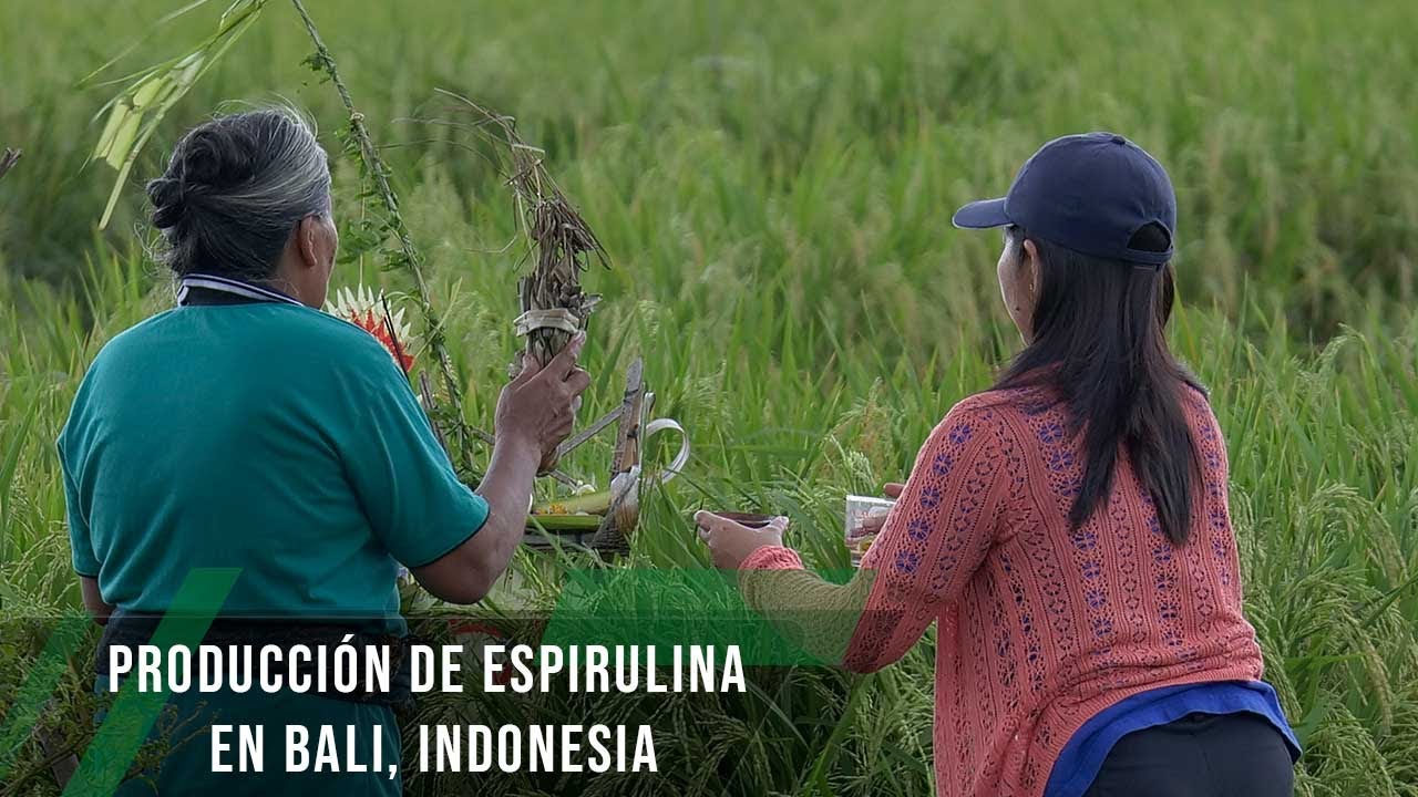 Producción de espirulina en Bali, Indonesia  - TvAgro por Juan Gonzalo Angel Restrepo