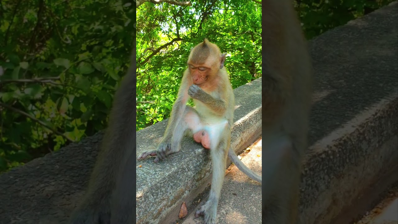 Monkey Actions | shorts 019 |