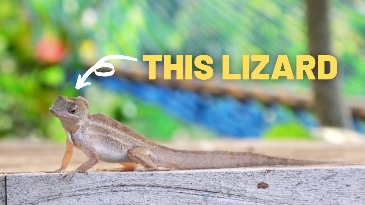 Day In The Life of a Brown Anole - The Documentary