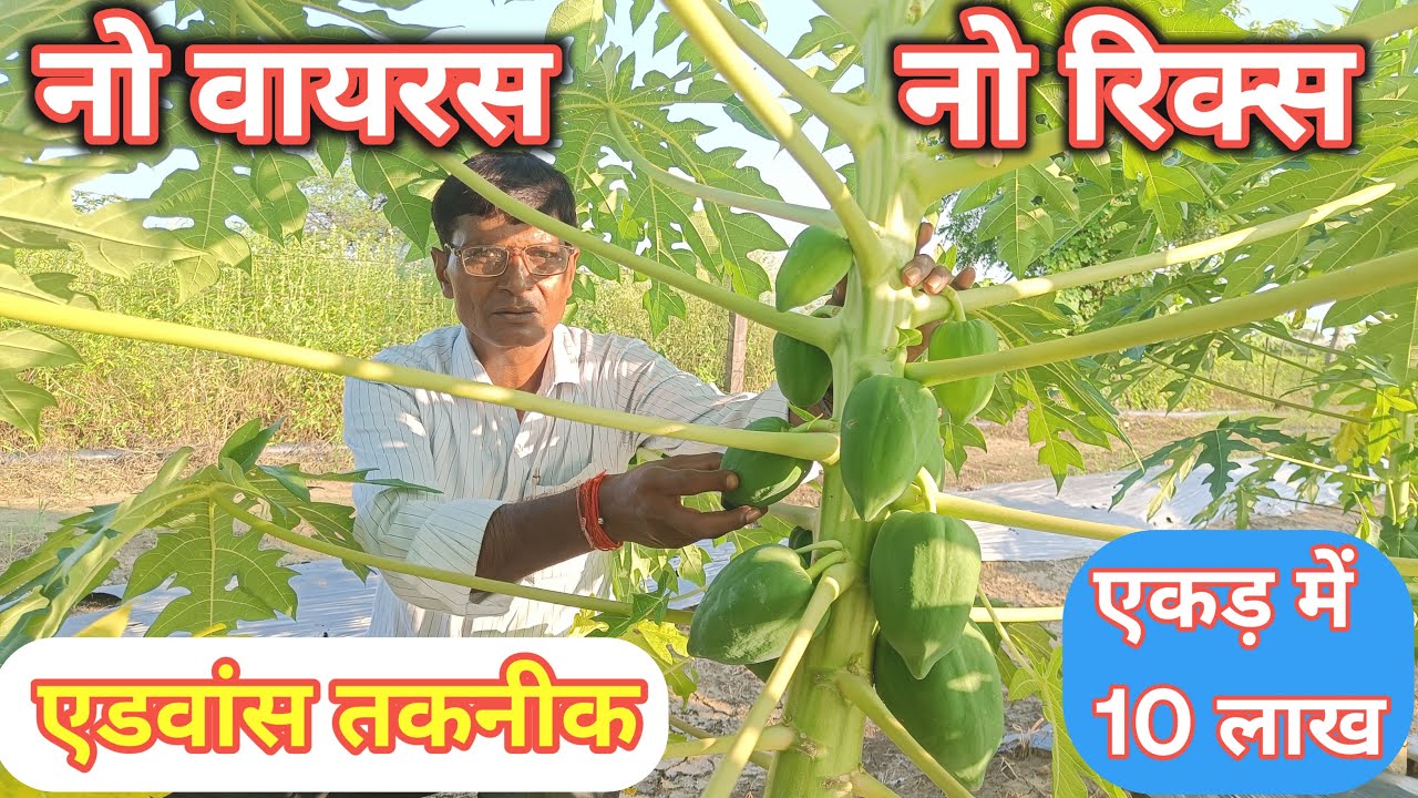 एक एकड़ जमीन 1000 पौधे 500 कुन्तल उत्पादन 25 ₹ ऐवरेज रेट ....