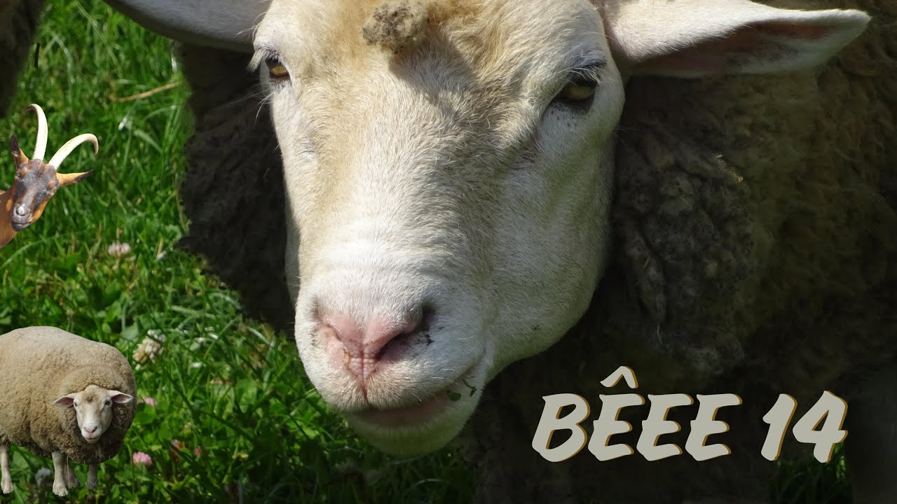 bêee #14 #beee #sheep #cutesheep  #mouton