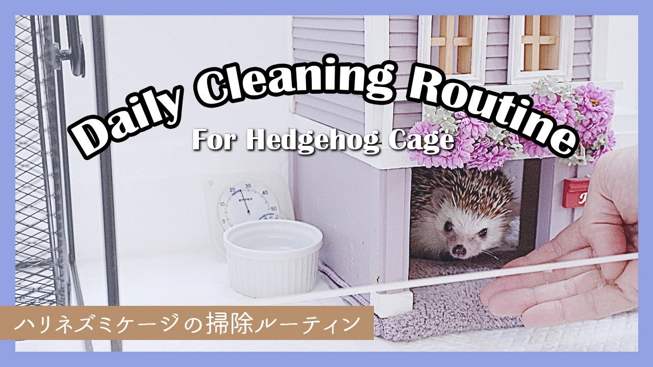 【ハリ飼い】ハリネズミケージのリアルな掃除風景/モーニングルーティン【ペット】