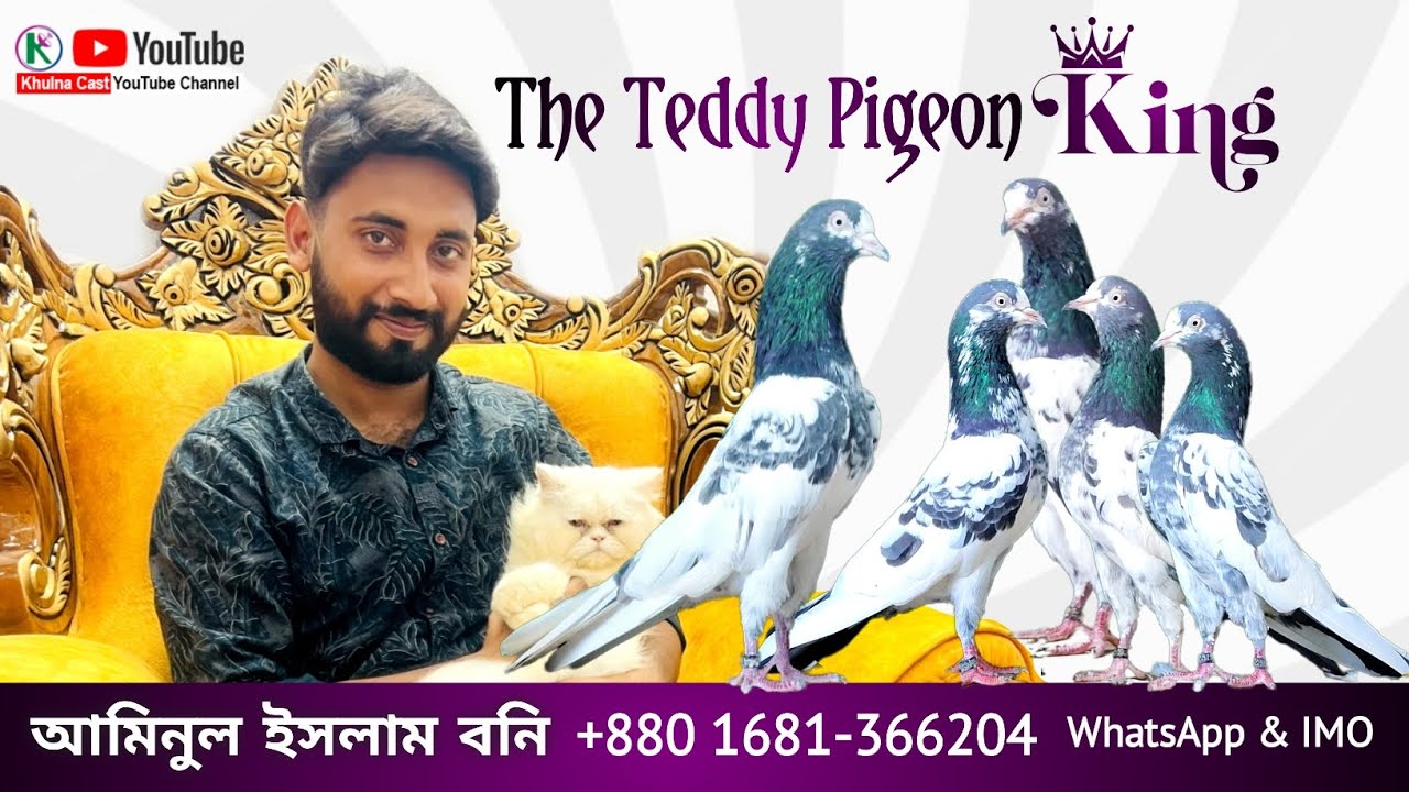 The Teddy Pigeon King ।। টেডি কবুতরের লফ্ট।। ইমপোর্টেড ব্লাড লাইন এর কবুতর