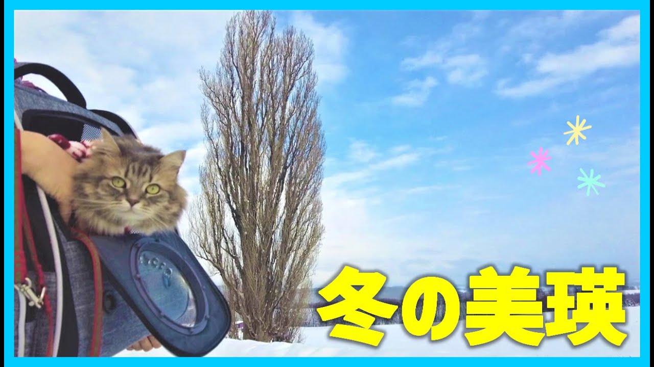 【猫旅】真冬の美瑛の絶景に感動！　果てしない大雪原で、美瑛を代表する木を見る！【冬の美瑛の旅　Part1】