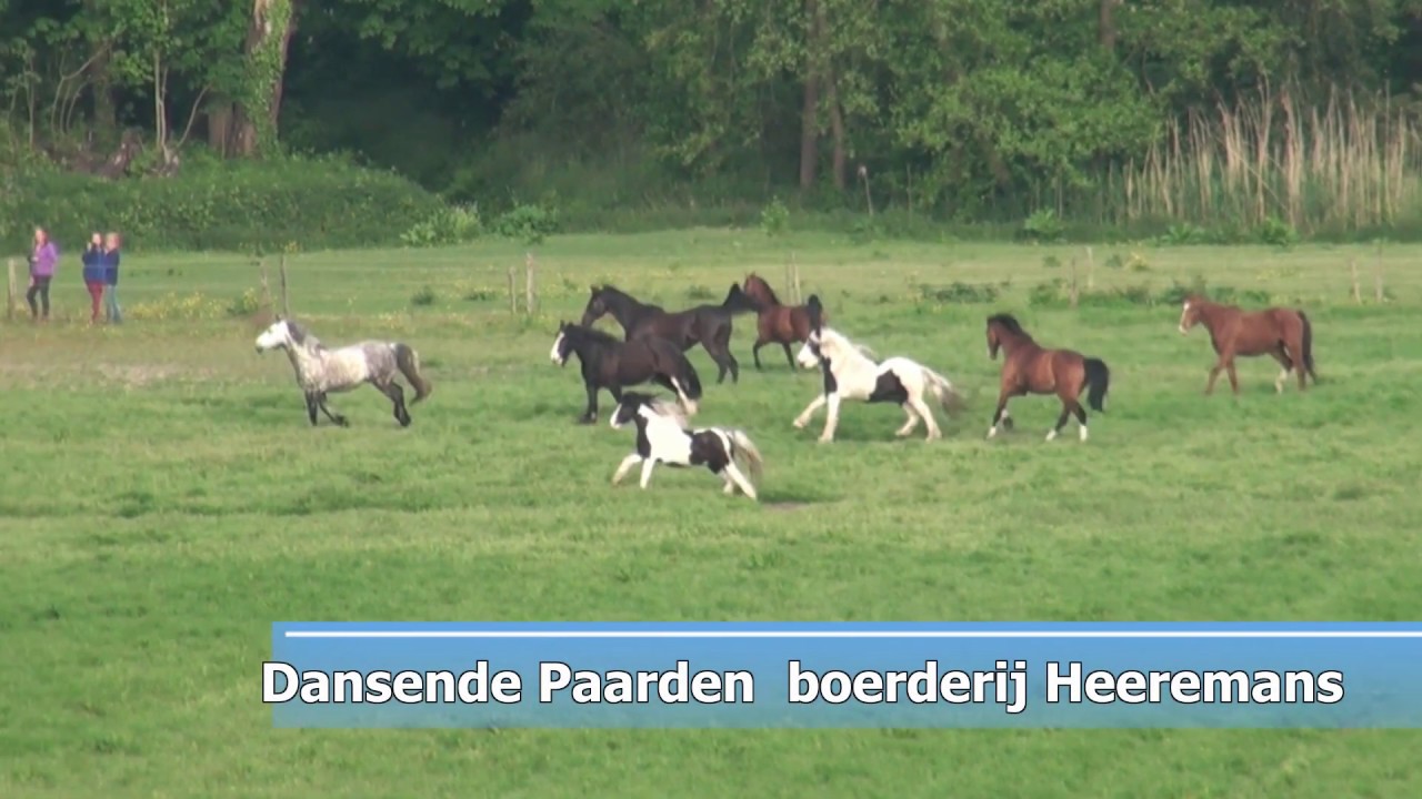 Dansende Paarden bij Boerderij Heeremans