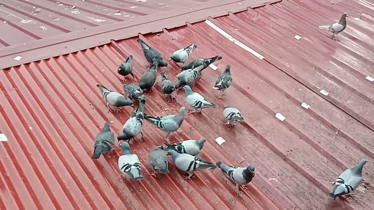 ANG DAMI KALAPATI SA BUBONG HINDI TAKOT SA PUSA #kalapati #pigeon 