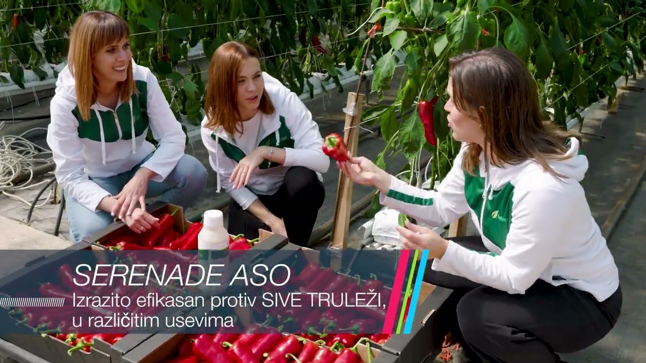 Bayer Serenade Aso i Flipper