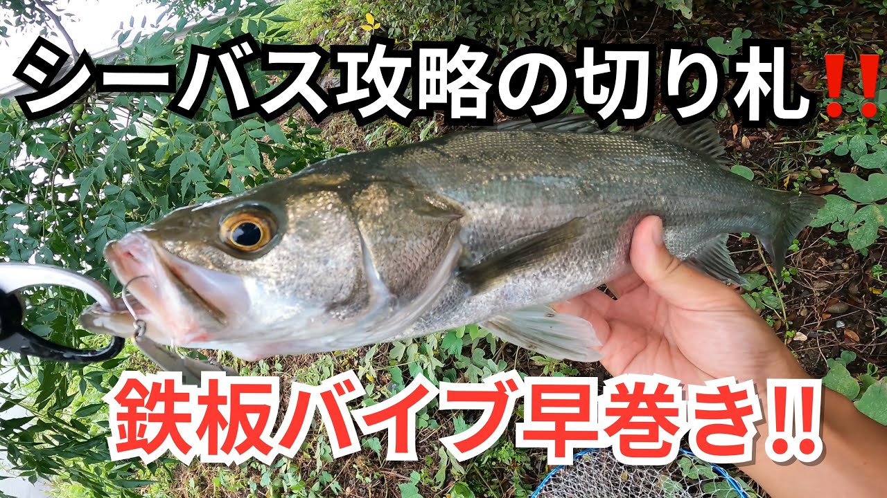 シーバス攻略の切り札‼︎最強鉄板バイブはコレ‼︎