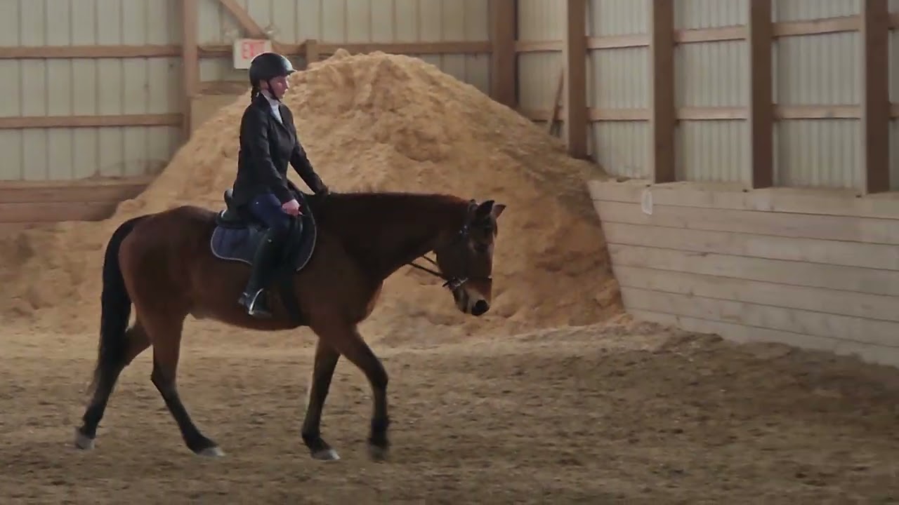 Dressage test intro B, Cora Hoffmann 2/21/26