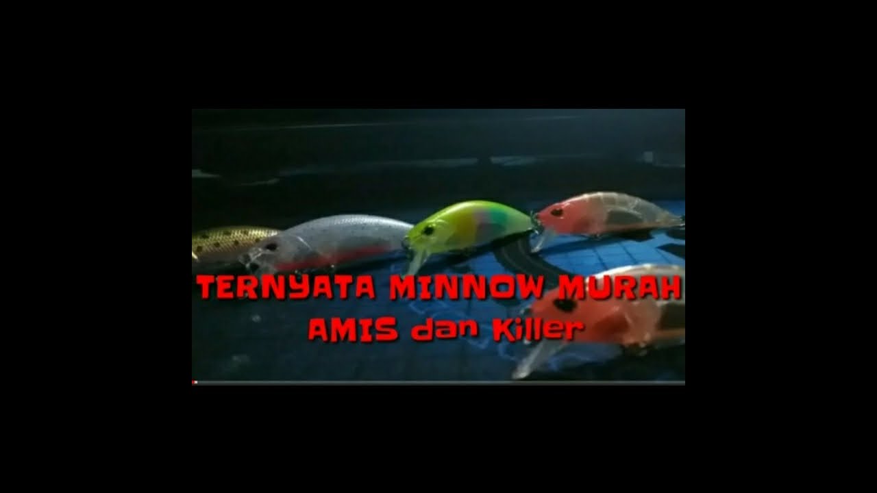 Ternyata Minnow Murah Amis dan Killer