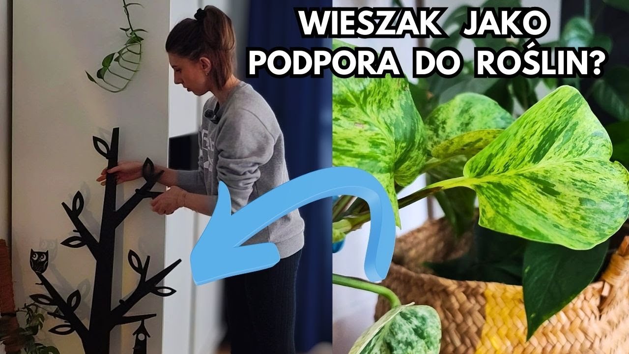 Podpora do roślin ze starego wieszaka. Czy to się sprawdzi?