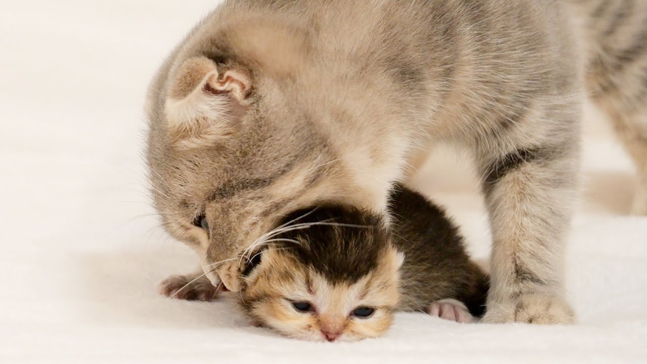 When an eye-opened kitten meows loudly, the mother cat rushes over in worry.