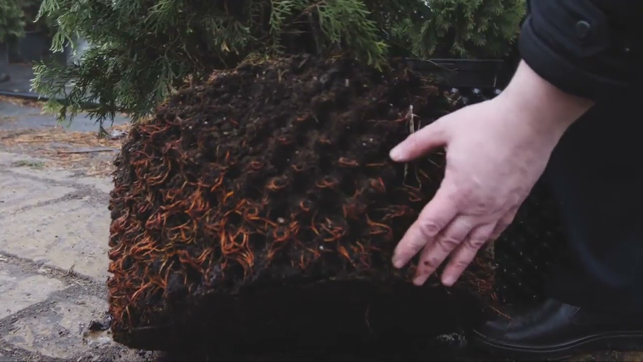 Новые технологии доращивания растений в системе Air Pot