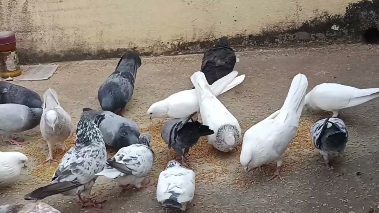 🐦 Op 🦜 pigeon 🐦🦜