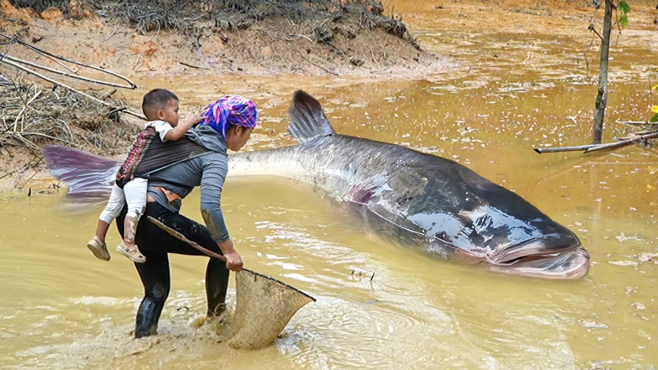 Catching 2000+ Monster Carp & Wild Catfish by Hand from Huge Mud Pond to Sell at the Market