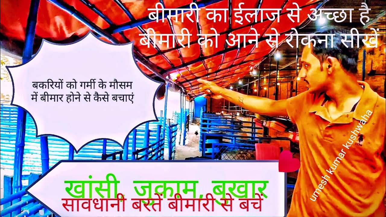 गर्मी के मौसम में बकरियों को जुकाम (नजला), खांसी से कैसे बचाएं#बिमारी का ईलाज से पहले बचाव जाने।