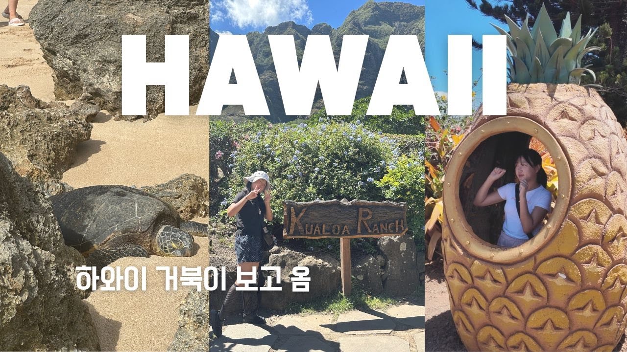 🌴하와이 가족여행 2탄🌴노스쇼어 여행, 하와이 북쪽여행  VLOG | 샥스코브스노쿨링, 쿠알루아랜치, 라니아케아비치, 제니스쉬림프, 파인애플농장