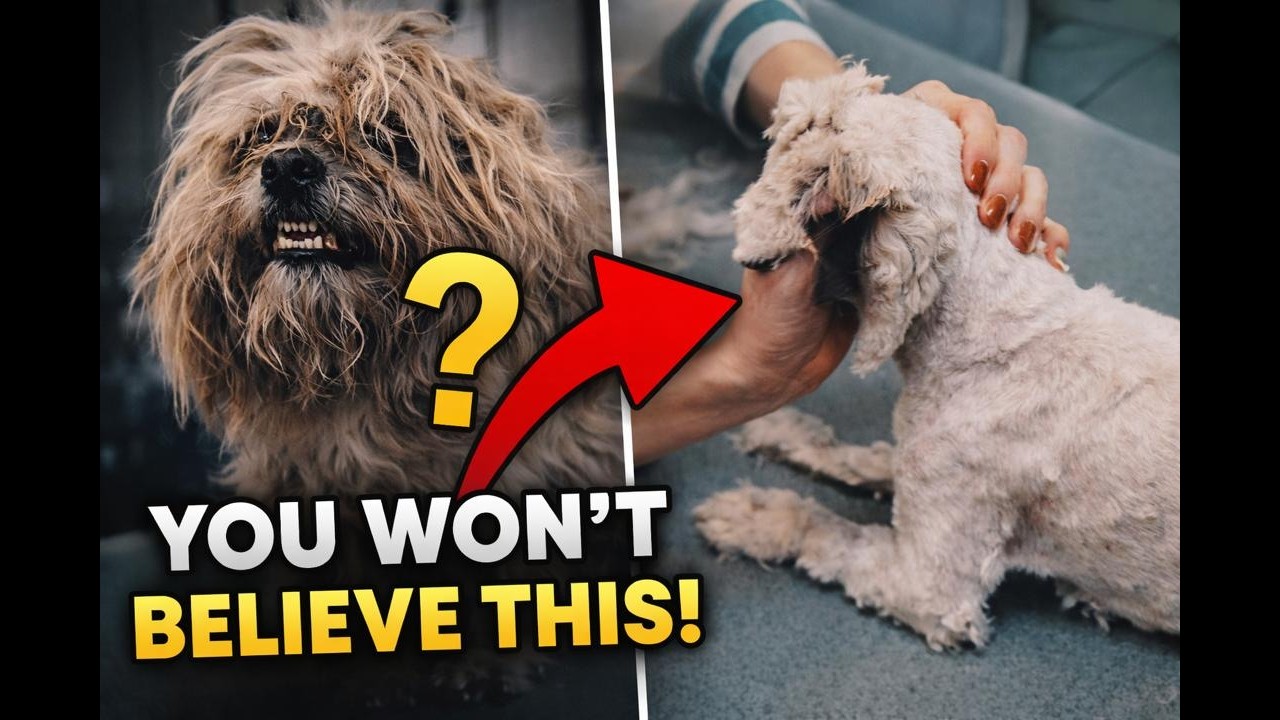 This Poor Dog Was a Walking Carpet...Watch the Transformation