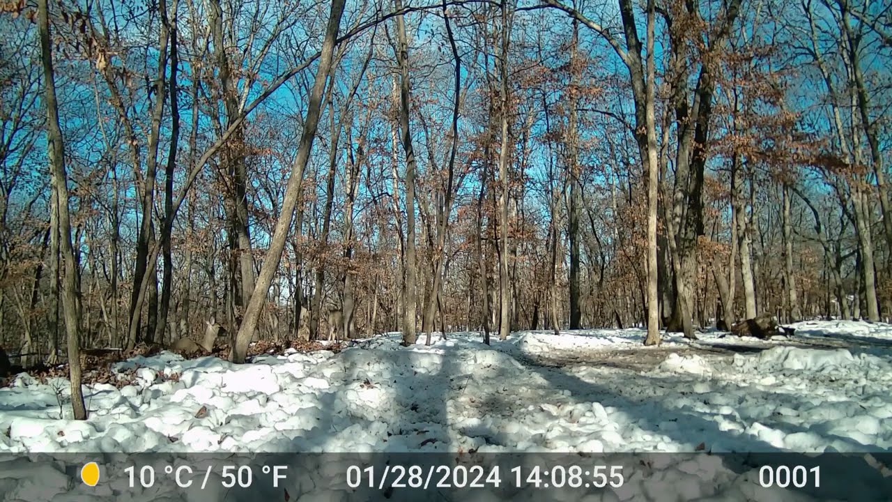 The Deer 2287