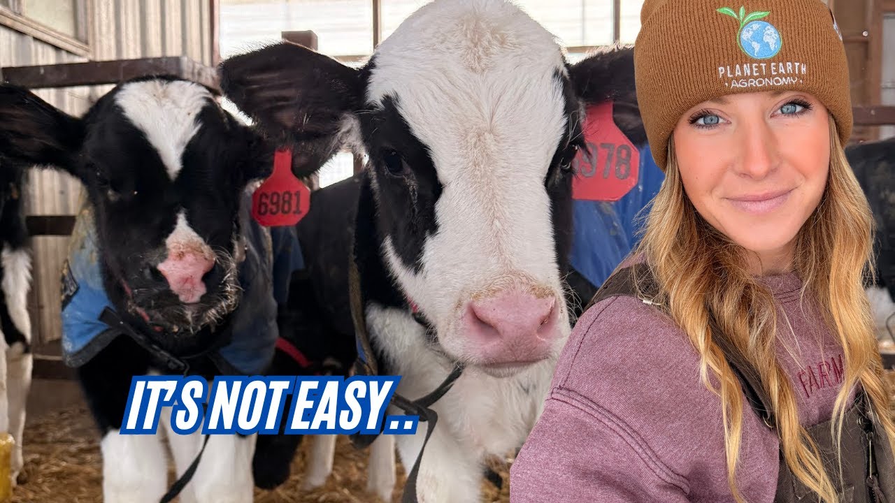 The Reality of Livestock in a Deep Freeze...