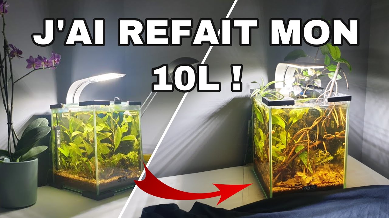 J’AI REFAIT MON AQUARIUM À CREVETTES