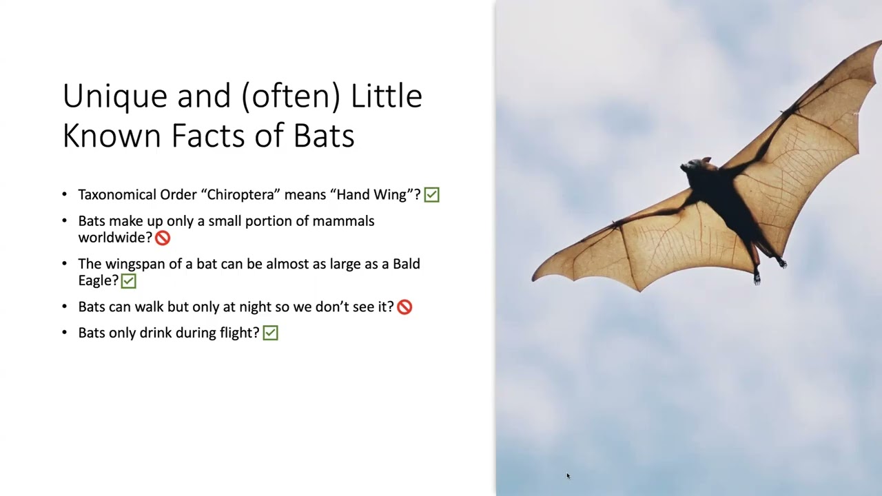 Zoom into Nature: Ohio's Bats