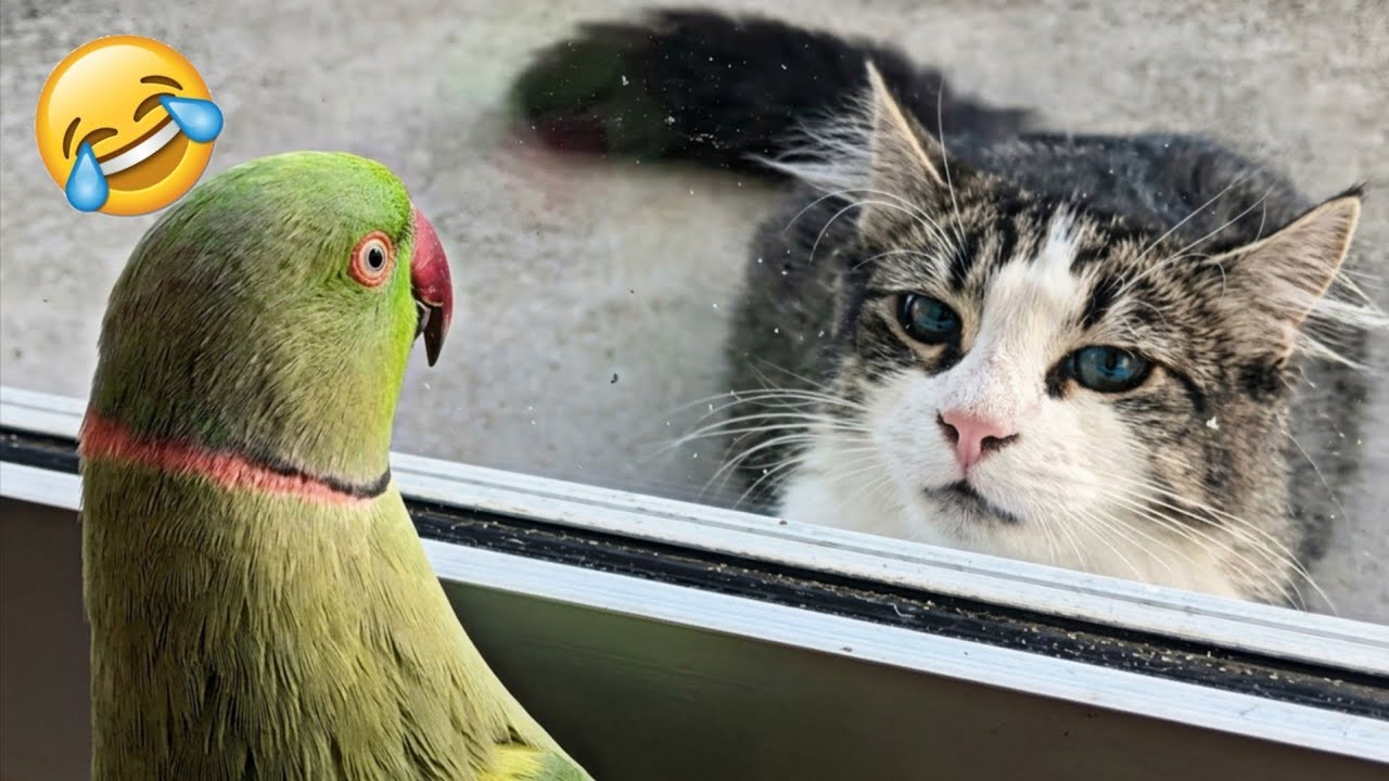 Funny cat videos (#3) Cat reaction 🐈🤣