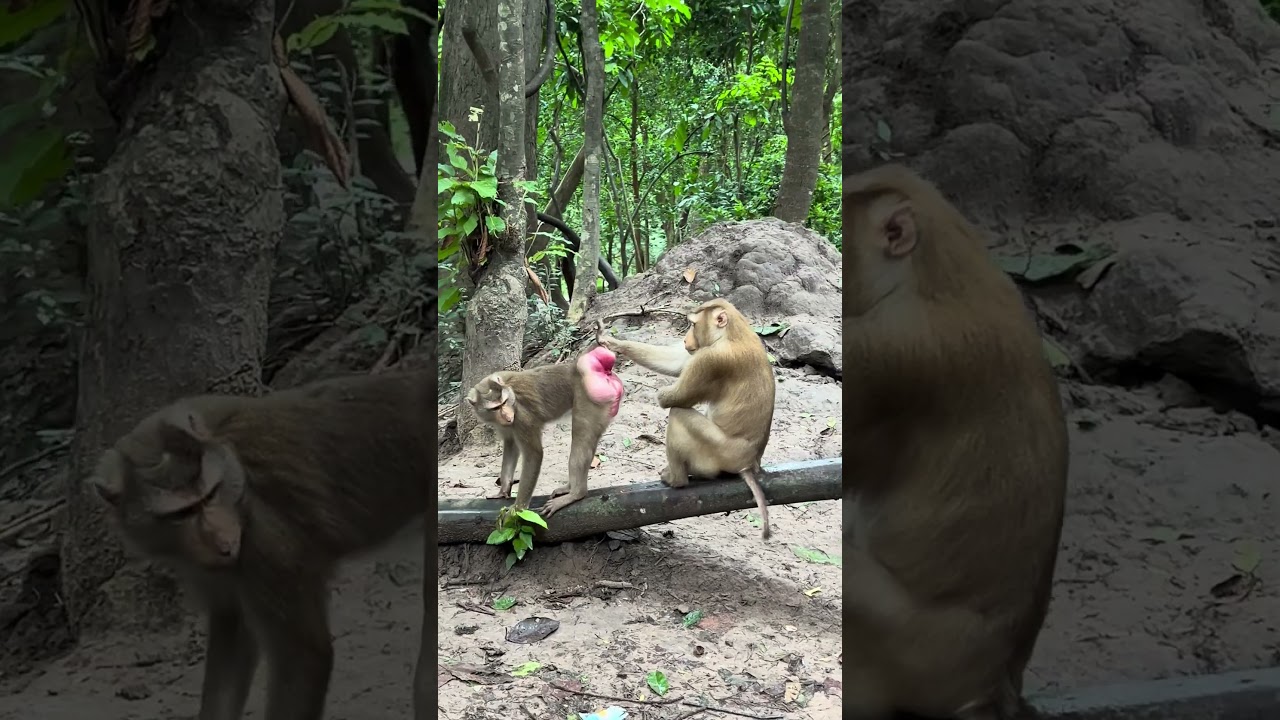 Pongo monkey.