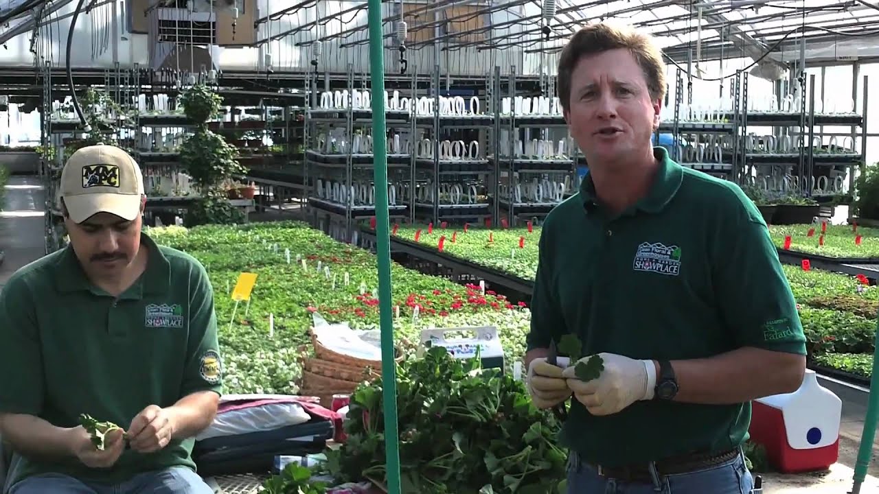 Geranium Propagation by Caan Floral & Greenhouses