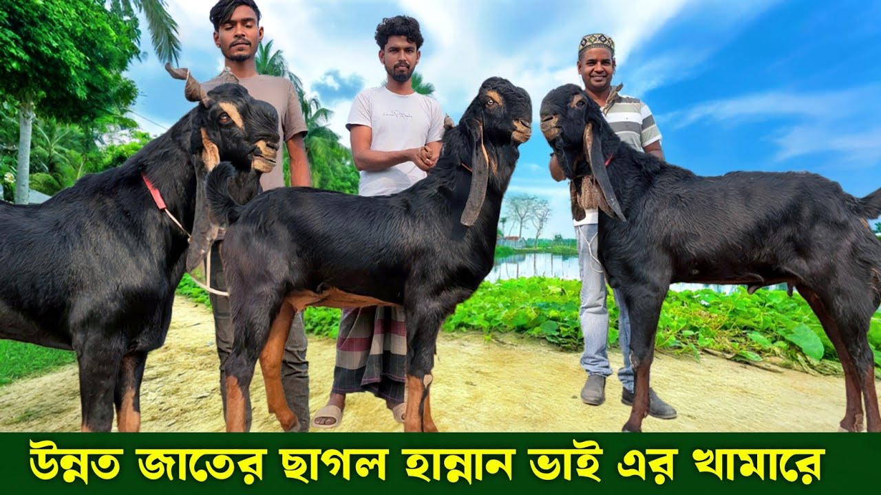 হান্নান ভাইয়ের খামারে তোতাপুরী হরিয়ানা বিটল যমুনাপারি বোয়ার ছাগল দাম সহ বিস্তারিত Goat farm 