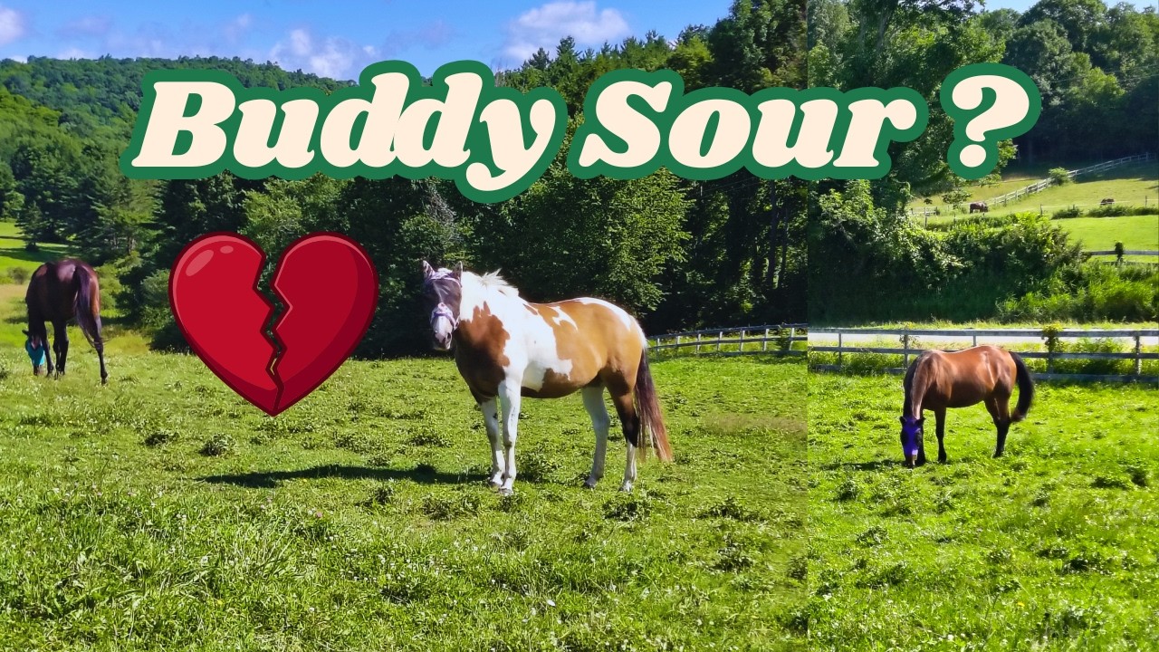 I Rode My Buddy Sour Horse(Here's Why & What Happened)