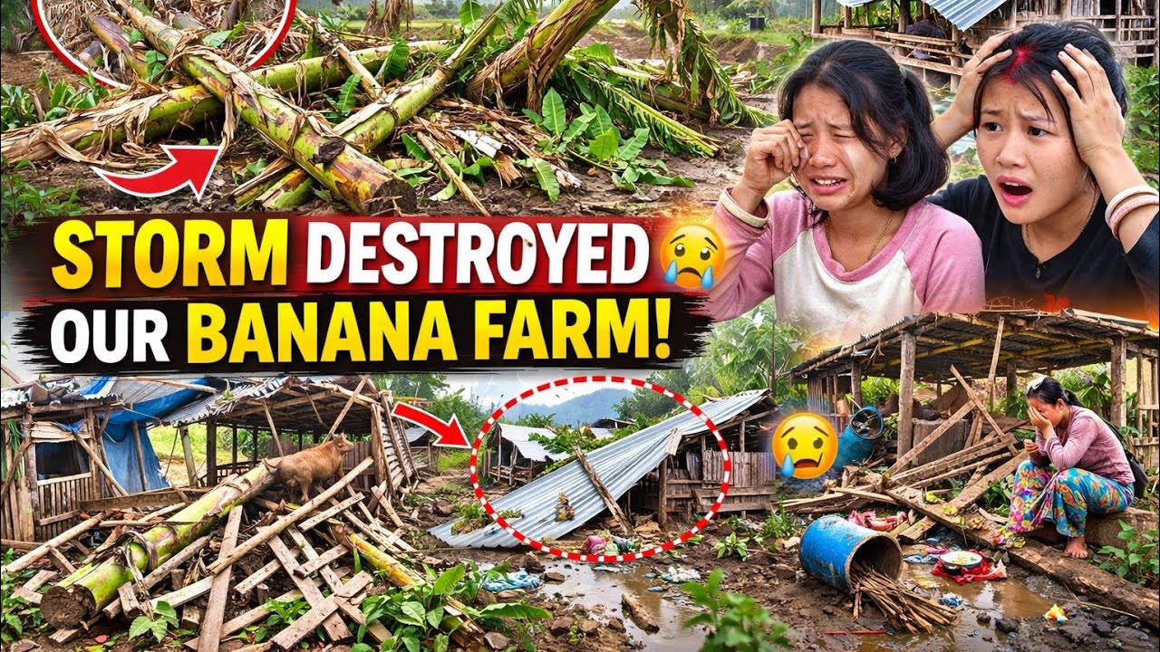 Storm Destroyed Our Banana Farm & Pig Shed 😢 | Nagaland Village Life