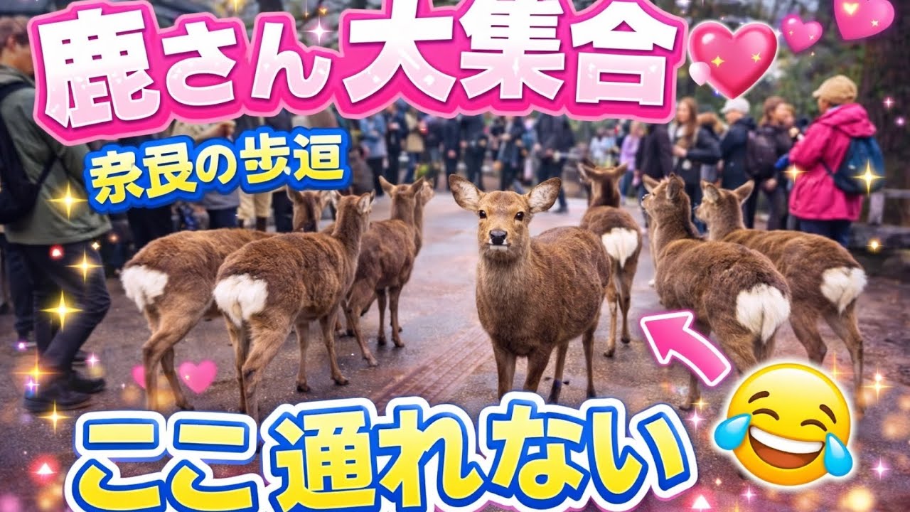 鹿さん大集合🩷奈良の歩道　ここ通れない😂🫎