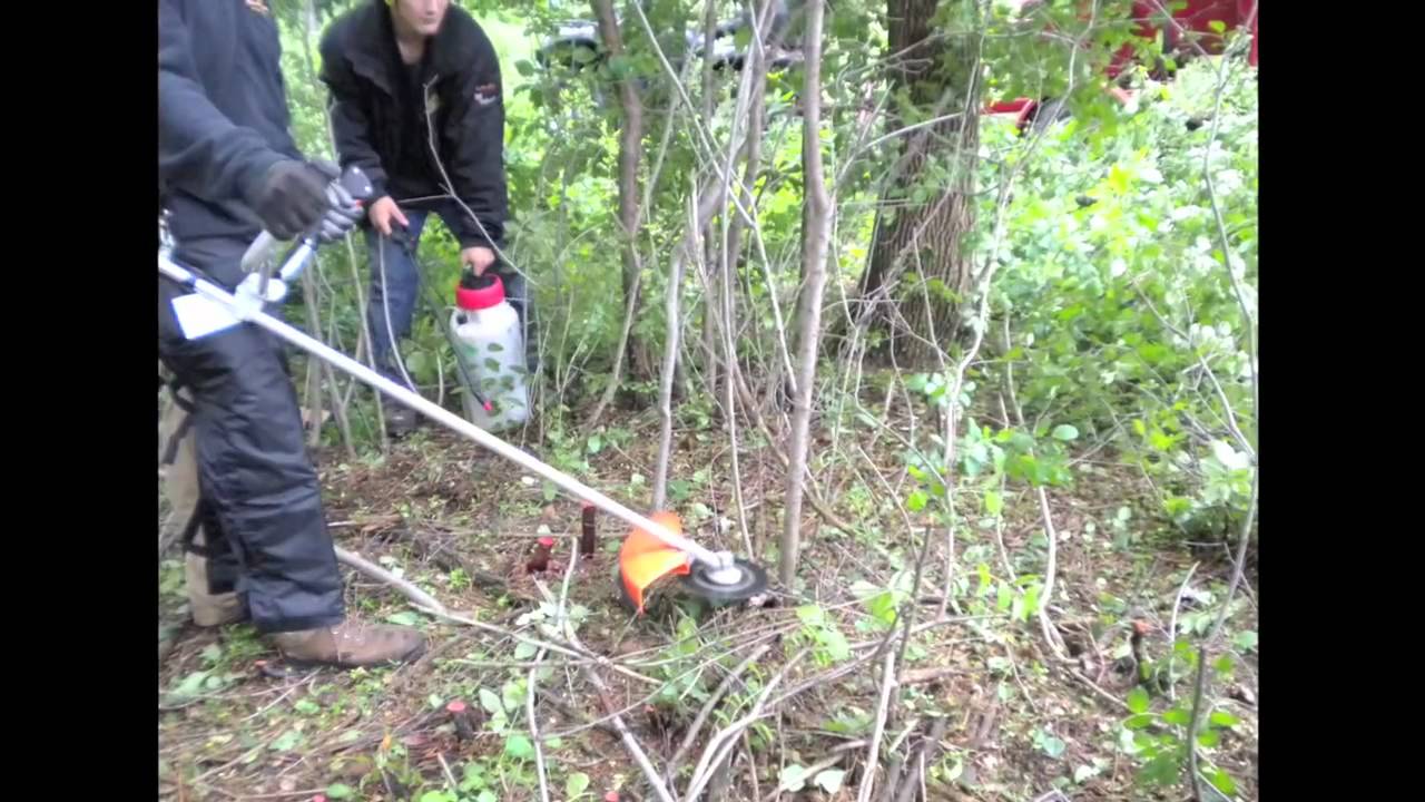 Invasive Buckthorn Removal Timelapse: Removing Buckthorn Trees & Bushes in Minnesota